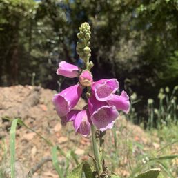 Fox gloves at Mt Madonna 6/13/21