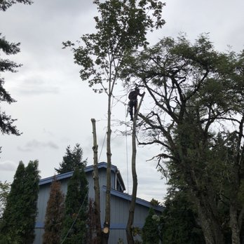 Pacific Arboriculture - Ryan climbing up as he limbed out the two trees. - Tree Services Near Me Pacific Arboriculture - Ryan climbing up as he limbed out the two trees. - Tree Services Near Me