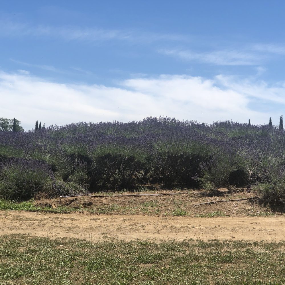 Lavender Ranch - Cosmetics & Beauty Supply Near Me - Biggs, California Lavender Ranch - Cosmetics & Beauty Supply Near Me - Biggs, California