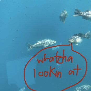 Glass Bottom Boat Tour - This is the type of fish you would get to see... - Boat Tours Near Me - Avalon, California