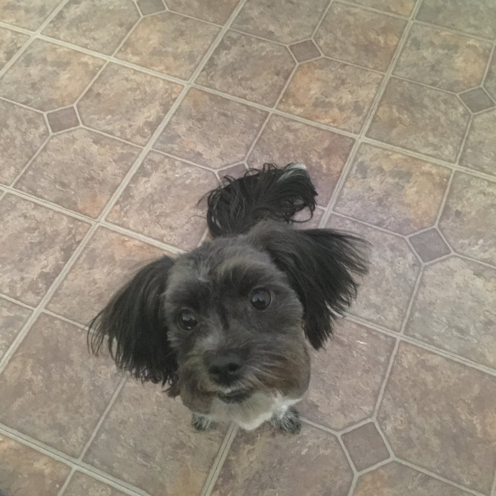 PetSmart - My Spoiled Little Diamond Breed-Maltese Mix Sex-F Age-11 months Thanks so much Petsmart - Pet Stores Near Me - Lancaster, California PetSmart - My Spoiled Little Diamond Breed-Maltese Mix Sex-F Age-11 months Thanks so much Petsmart - Pet Stores Near Me - Lancaster, California