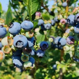 a cluster of blueberries growing on a tree a cluster of blueberries growing on a tree