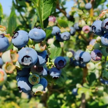 Emma Lea Farms - a cluster of blueberries growing on a tree - Fruits & Veggies Near Me - Delta, British Columbia Emma Lea Farms - a cluster of blueberries growing on a tree - Fruits & Veggies Near Me - Delta, British Columbia
