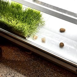 Juices For Life - Look Past The Scrawny Looking Kiwi. The Wheatgrass Looks Healthy Though