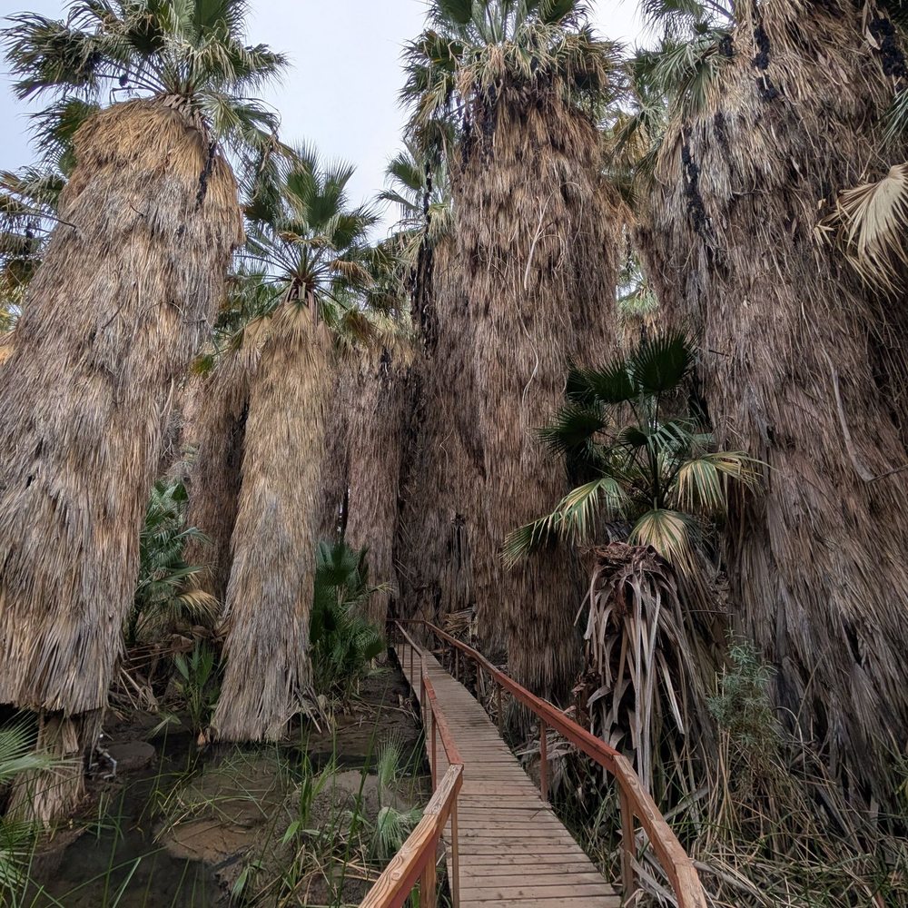 Coachella Valley Preserve - At the bottom of the stairs is this walkway near water - Hiking Near Me - Thousand Palms, California Coachella Valley Preserve - At the bottom of the stairs is this walkway near water - Hiking Near Me - Thousand Palms, California