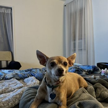 TrueCare for pets - Veterinarians Near Me - Studio City, California