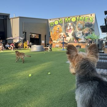Paws and Pints - Dog Parks Near Me - Des Moines, Iowa