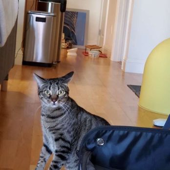 LoveCats Cat Sitting - Pet Sitting Near Me