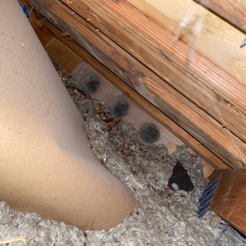 Attic Crew - Another nest - Pest Control Near Me - Renton, Washington