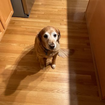 Shear Pawfection - Pet Groomers Near Me - Milford Ohio, Ohio