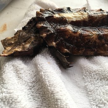 Underground Reptiles - Reptile Shops Near Me - Deerfield Beach, Florida Underground Reptiles - Reptile Shops Near Me - Deerfield Beach, Florida