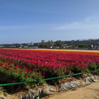 The Flower Fields - More of the flower fields! - Venues & Event Spaces Near Me - Carlsbad, California The Flower Fields - More of the flower fields! - Venues & Event Spaces Near Me - Carlsbad, California