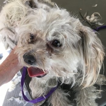 PawSpa Mobile Grooming - Pet Groomers Near Me