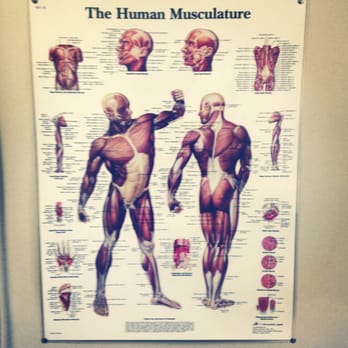 Mathew Lefkowitz, MD - The Human Musculature. - Pain Management Near Me - Brooklyn Heights, New York Mathew Lefkowitz, MD - The Human Musculature. - Pain Management Near Me - Brooklyn Heights, New York