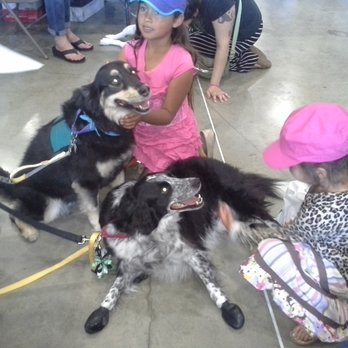 Paws Down dog Training - Pet Training Near Me - Laguna Hills, California