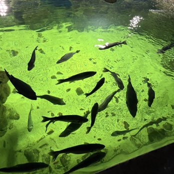 Galway Atlantaquaria - Tours Near Me - Salthill, G
