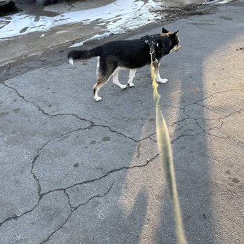 Token & Friends Pet Services - Client Nikita enjoying his Walk - Dog Walkers Near Me Token & Friends Pet Services - Client Nikita enjoying his Walk - Dog Walkers Near Me