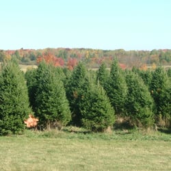 L & M Tree Farm