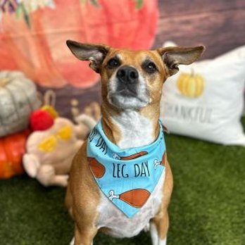 Dogtopia - Pet Boarding Near Me - Cypress, Texas Dogtopia - Pet Boarding Near Me - Cypress, Texas