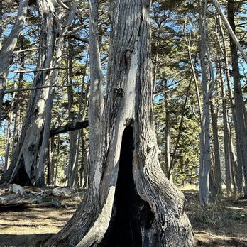 17-Mile Drive Scenic Tour - Oldest cypress - Local Flavor Near Me 17-Mile Drive Scenic Tour - Oldest cypress - Local Flavor Near Me
