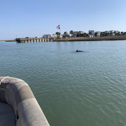 Dolphin sightings Dolphin sightings