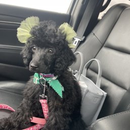 Her first groom!
