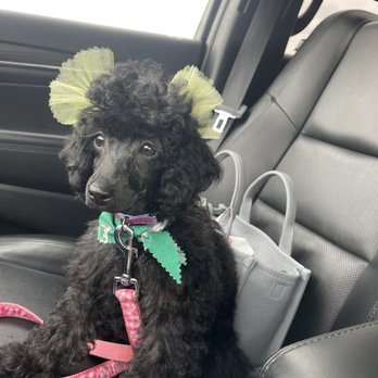 Dirty Pawz - Her first groom! - Pet Groomers Near Me - Sugar Grove, Illinois