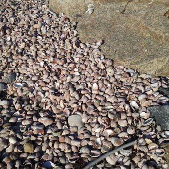 Pleasant Road Beach - Shells!! - Beaches Near Me - Harwich, Massachusetts Pleasant Road Beach - Shells!! - Beaches Near Me - Harwich, Massachusetts