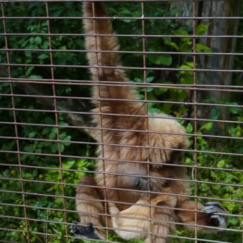 Elmvale Jungle Zoo - Zoos Near Me - Elmvale, Ontario