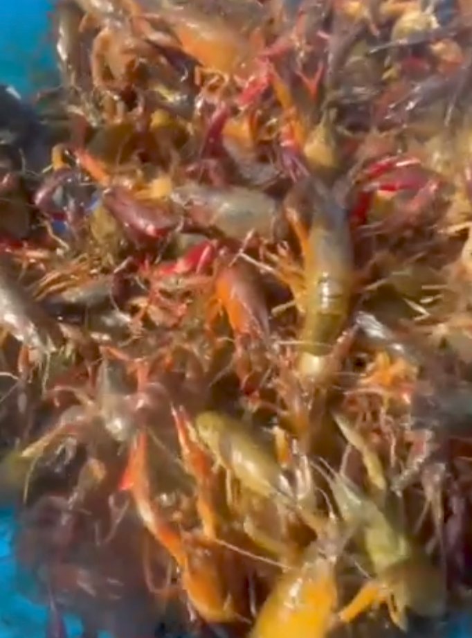 M&M SEAFOOD Denham Springs, Louisiana Seafood Restaurant Reviews