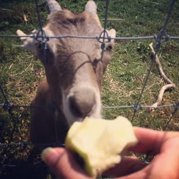 Terhune Orchards - Feeding the goats on Apple Day - Fruits & Veggies Near Me - Princeton, New Jersey Terhune Orchards - Feeding the goats on Apple Day - Fruits & Veggies Near Me - Princeton, New Jersey