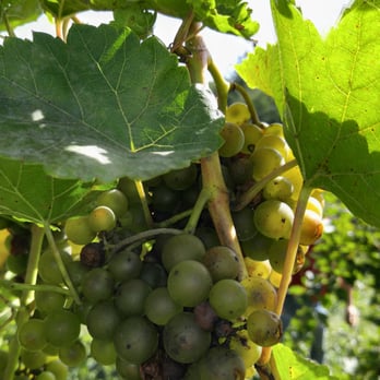 Cannon River Winery - Lacresent with powdery mildew. Bad picking - Wineries Near Me - Cannon Falls, Minnesota Cannon River Winery - Lacresent with powdery mildew. Bad picking - Wineries Near Me - Cannon Falls, Minnesota