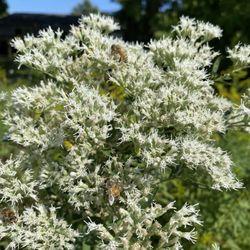 Reynoldsburg Civic Park - Loaded with pollinators!
