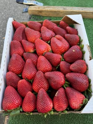 High Desert Farmer’s Market by null