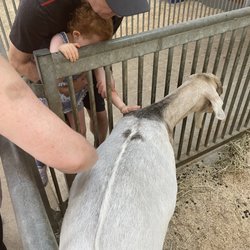 Mountsberg - They have a goats you can pet