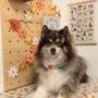Photo of Mr Fufu Grooming Lounge
