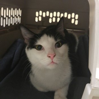Pet+E.R - Maxwell Smart got hurt outside some how.   Thank goodness for Pet+ER - Emergency Pet Hospital Near Me - Cockeysville, Maryland