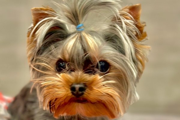 LISA RO ROSS - STATE FARM INSURANCE AGENT - Updated July 2025 - 51