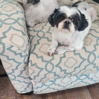 Bishop Grooming - Pet Groomers Near Me