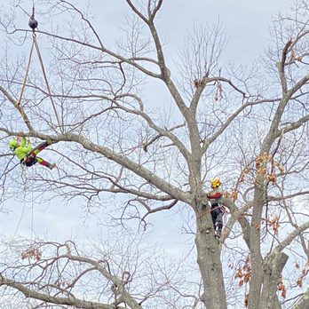 Barts Tree Service - two workers in a tree - Landscaping Near Me - Woodbury, Connecticut Barts Tree Service - two workers in a tree - Landscaping Near Me - Woodbury, Connecticut