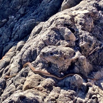 Leo Carrillo State Park - Snake in summer. - Parks Near Me - Malibu, California Leo Carrillo State Park - Snake in summer. - Parks Near Me - Malibu, California