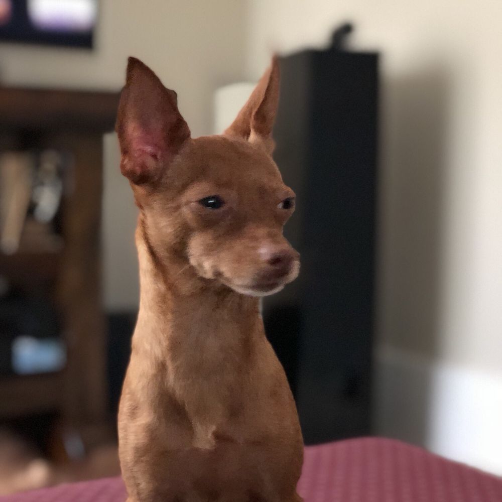 Bath And Biscuits - Not amused... - Pet Services Near Me - Portland, Texas Bath And Biscuits - Not amused... - Pet Services Near Me - Portland, Texas