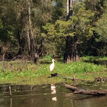 The Atchafalaya Experience - Tours Near Me