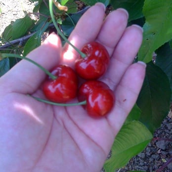 Pease Ranch - Look how perfectly they are shaped! - Fruits & Veggies Near Me - Brentwood, California Pease Ranch - Look how perfectly they are shaped! - Fruits & Veggies Near Me - Brentwood, California