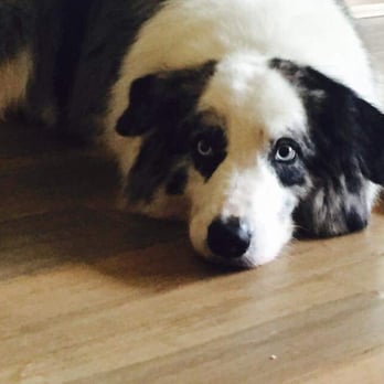 Wag-A-Long Pet Sitting - Dog Walkers Near Me Wag-A-Long Pet Sitting - Dog Walkers Near Me