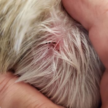 Bogart's Bone Appetit - Wound after the furcut. - Pet Groomers Near Me - Las Vegas, Nevada