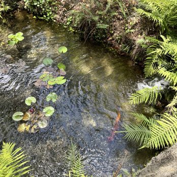 Cedar Lakes Woods and Gardens - Botanical Gardens Near Me - Williston, Florida