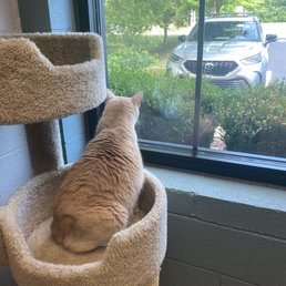 My cat loves the window My cat loves the window