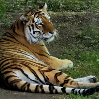 Columbus Zoo and Aquarium - Tiger - Zoos Near Me - Powell, Ohio