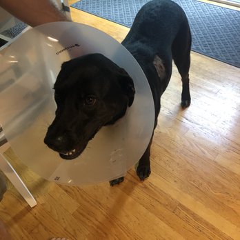 Doggie Cottage - Dog - Pet Sitting Near Me - Scarborough, Maine